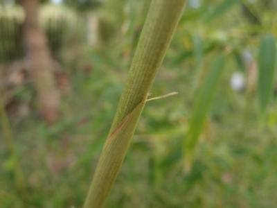 Phyllostachys angusta